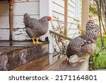 Close up shot of Plymouth Rock chicken in Old City Park at Texas