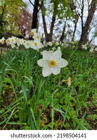 Close Up Shot Of A Poets Narcissus Flower 