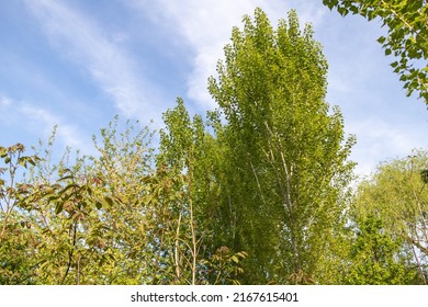 Close Up Shot Of Poplar Trees In Early Summer.