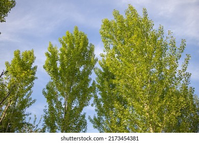 Close Up Shot Of Poplar Trees In Early Summer.