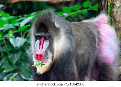 Mandrill Baboon Mandrillus Sphinx Portrait Closeup Stock Photo (Edit ...