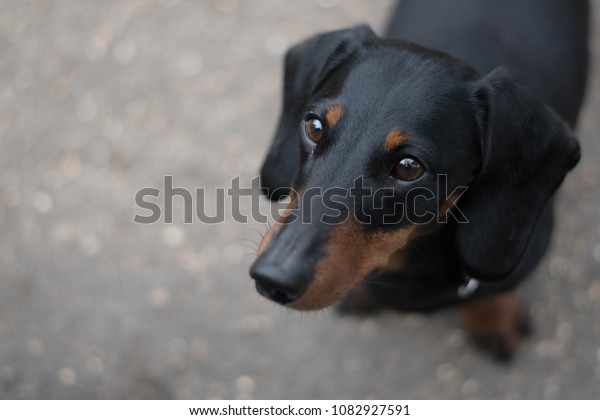 Close Shot Puppy Short Haired Dachshund Stock Photo Edit Now