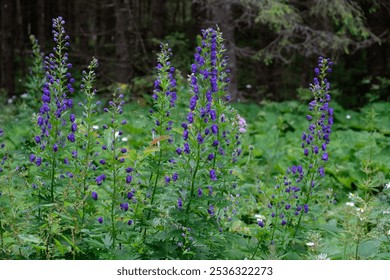 Close shot of purple lupine wildflowers in Bielodovska dolina in the High Tatras, Slovakia. Close up of a wildflower meadow in the valley in the Tatra Mountains. - Powered by Shutterstock