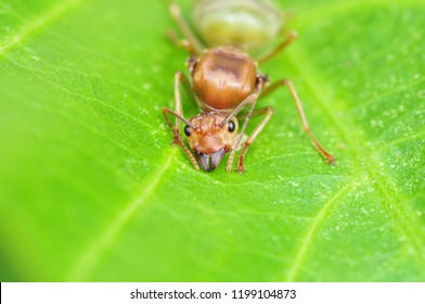 Close Shot Queen Ant Stock Photo 1199104873 | Shutterstock