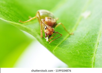 Close Shot Queen Ant Stock Photo 1199104876 | Shutterstock