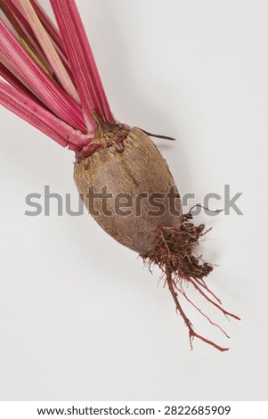 A close shot of a raw beetroot bulb showing its rough taproot with soil and vibrant pinkish red stems on a white background - latin name - Beta vulgaris
