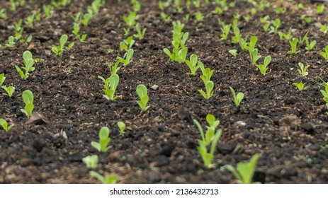 Close up shot of red leaf lettuce growing in seedling tray at permaculture farm. salad seedlings in the garden. small vegetables growing inside of a greenhouse. Lettuce Seedlings. Vegetable plantation - Powered by Shutterstock