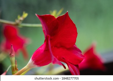 Fleur Rouge Images Stock Photos Vectors Shutterstock