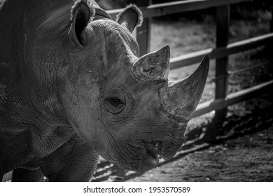 A Close Up Shot Of A Rhino At Dubbo Zoo, NSW