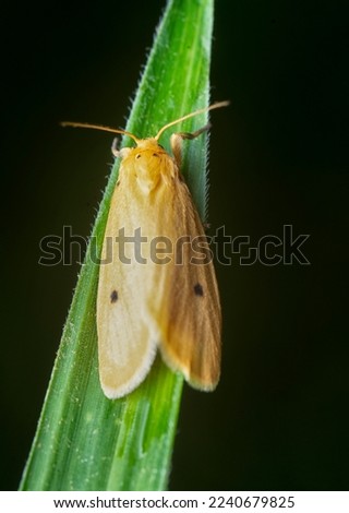 close shot of the rice yellow stem borer moth