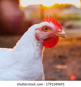 A close up shot of a rooster. Broiler chicken at sunset. Domestic alive chicken photo portrait.
