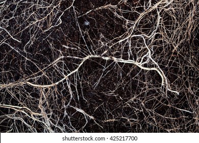 Close Up Shot Of A Roots In Soil 