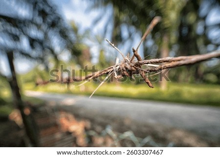 close shot of the rusty corroded Barbed wire fence at the rural agriculture land border.
