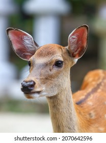 Close Up Shot Of Sacred Deer In Nara Temple Park, Japan