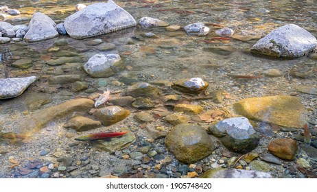 Close Up Shot Of Salmon Returnin In The River