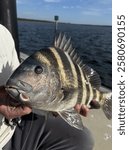 Up close shot of Sheepshead 