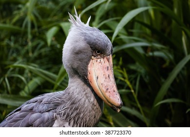 A Close Up Shot Of A Shoebill Bird
