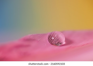 Close Up Shot Of Single Water Droplet On Pink Feather