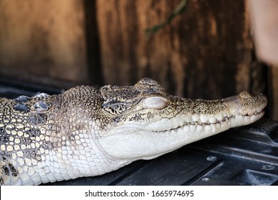 A Close Up Shot Of A Sleeping Baby Aligator With Its Eyes Closed