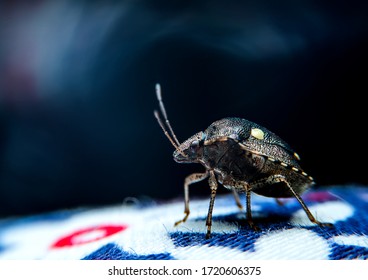 Close up shot of a small bug