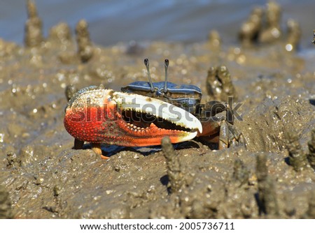 Close up shot of a small orange, white and blue fiddler crab. The crab is facing the camera, showing detail of the texture in the big claw. The crab is standing in muddy mangrove habitat. 