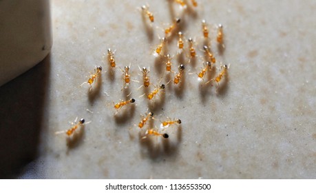 Close Up Shot Of A Small Pharaoh Ants Or Small Fire Ants In A House.