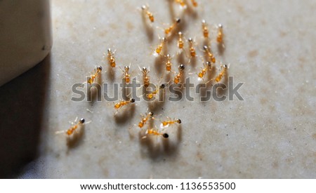 Close up shot of a small pharaoh ants or small fire ants in a house.