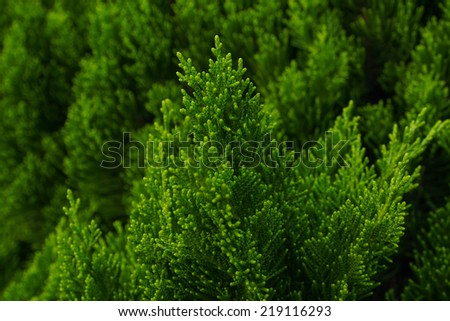 Close up shot of small pine shoot
