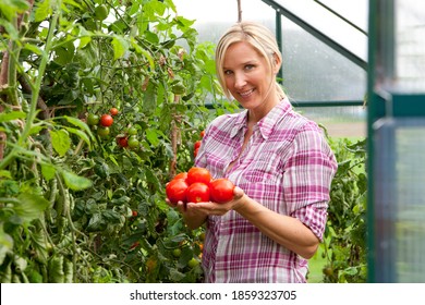 A close up shot of a smiling woman holding tomatoes and looking at camera in a greenhouse garden. - Powered by Shutterstock