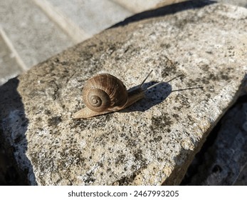 Close up shot of snail
