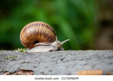 Close up shot of snail Helix pomatia with green blurred background - Shutterstock ID 2173498699