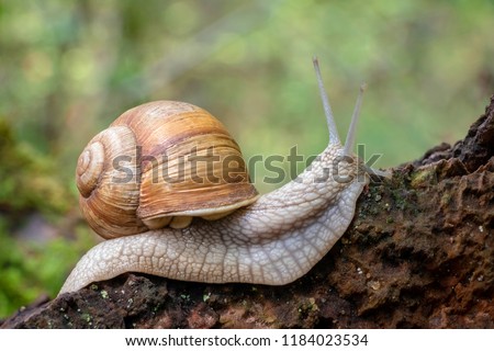 Close up shot of snail - Helix pomatia - with green blurred background
