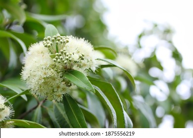 A close up shot of some beautiful white flowers of lemon myrtle tree in natural light, Queensland, Australia. 