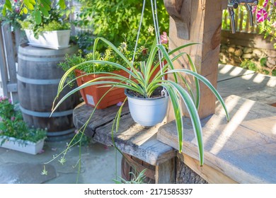 Close Up Shot Of A Spider Plant In A White Pot Hanging - Spider Plant Care Concept