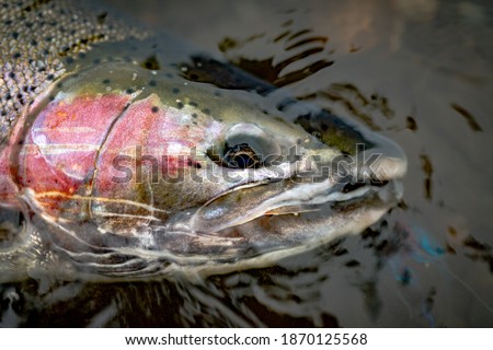 A close up shot of a Steelhead with a streamer in it's mouth that was caught in Alaska