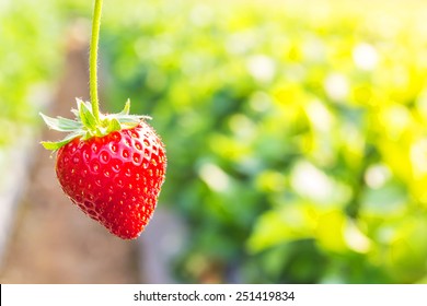 Close up shot strawberry with planting strawberry background - Powered by Shutterstock