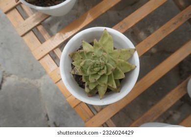 Close up shot of a succulent plant in a white pot seen from above.