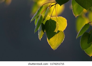 Close Up Shot Of Sweet Birch Leaves