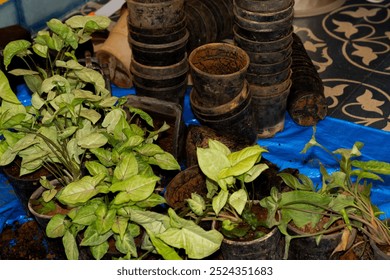 A close up shot taken of indoor plants with empty pots all over during planting pots for vertical garden - Powered by Shutterstock