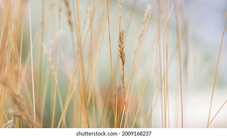 Close Up Shot Of Tall Dry Grass With Selective Focus