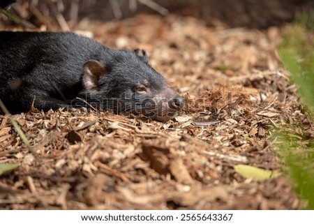 A close up shot of a tasmanian devil