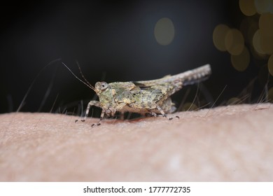 Close Shot Of Tetrigidae Grasshopper