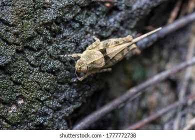 Close Shot Of Tetrigidae Grasshopper