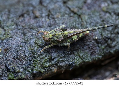 Close Shot Of Tetrigidae Grasshopper