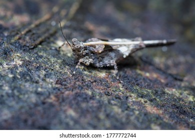 Close Shot Of Tetrigidae Grasshopper