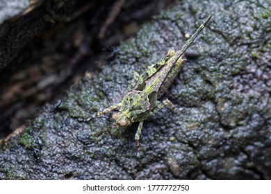 Close Shot Of Tetrigidae Grasshopper