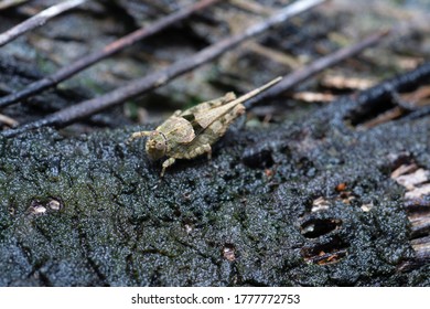 Close Shot Of Tetrigidae Grasshopper