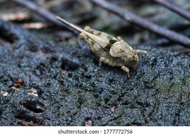 Close Shot Of Tetrigidae Grasshopper