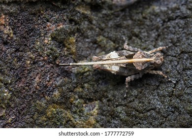 Close Shot Of Tetrigidae Grasshopper