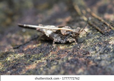 Close Shot Of Tetrigidae Grasshopper